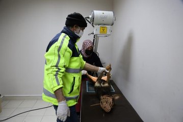 Ağır yaralanan köpek için İtfaiye ekipleri seferber oldu