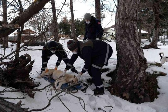 Uludağ'da donmak üzere olan anne ve 7 yavrusu böyle kurtarıldı