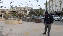 GAZİANTEP - Nizip'te belediye ekipleri kuşlara yem bıraktı