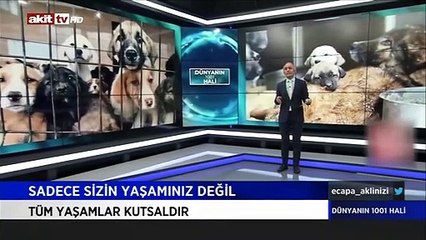 Halk TV sunucusu canlı yayında kendini kaybetti: "Sokak hayvanları" diye tutturdu, rezalet hareketler yaptı