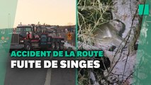 Après un accident de la route, ces singes de laboratoire sont en cavale et activement recherchés