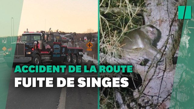 Après un accident de la route, ces singes de laboratoire sont en cavale et activement recherchés