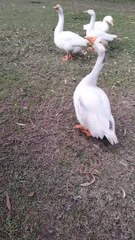 Goose  Sound Video By Kingdom of Awais