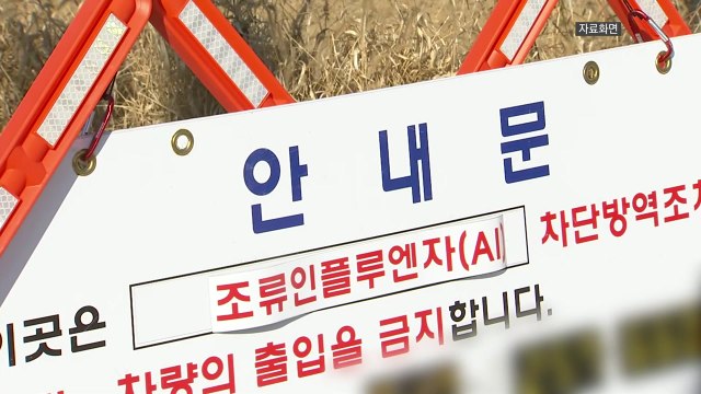 화성 산란계 농장에서 고병원성 AI...일시이동중지 명령 / YTN