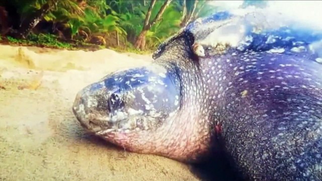 01 OPENING - 21ST JAN 2022 TV6 M.E