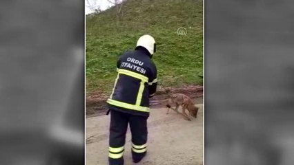 İş yerine giren tilki itfaiye ekiplerince yakalanarak doğaya bırakıldı