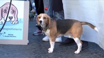 Más de 30 cachorros Beagle pueden ser sacrificados
