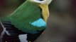 Watch Wonderful Looks Of Varieties Of Birds In Kumuram Bheem Fores.