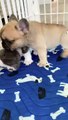 When Jean-Claude was itty bitty and teething Do you like this Video _