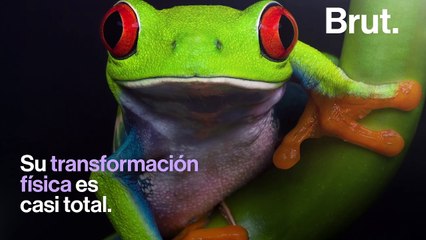 ¿Cómo se transforman los renacuajos en ranas?