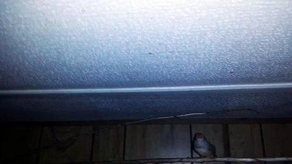 ZEBRA FINCH 20210117_065703