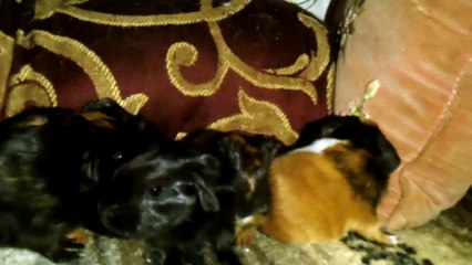 BABY CAVIA PORCELLUS DAVID DAVID PIXIE DAVID CLOVER 102_7977