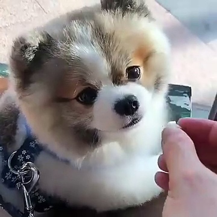 Cute Dog - #20