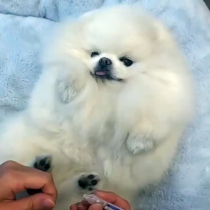 Cute Dog - #22