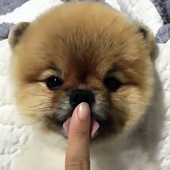 Cute Dog - #23