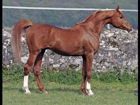 Les purs sang arabes !!