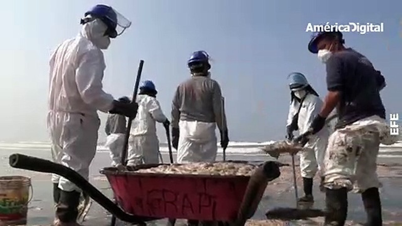 Playas contaminadas, miles de aves y peces muertos: el impacto del derrame de petróleo en Perú