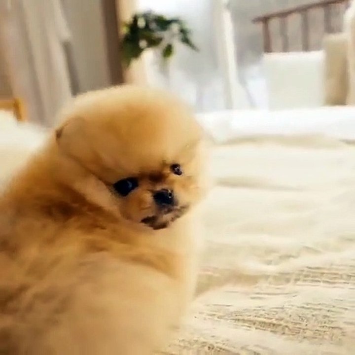 Cute Dog - #24