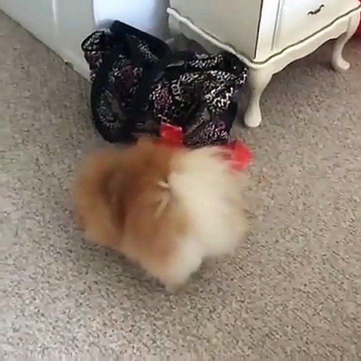 Cute Dog - #26