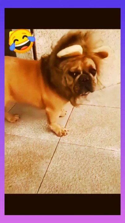  in  full funny video 