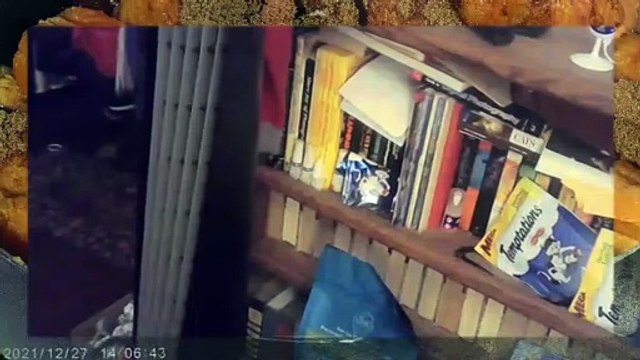 Driving home l Cleaning cat box l Fixing light l Powerdirector