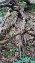 Nature raise your vibrations❤️