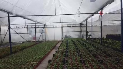 İzmirli çiçekçiler zirai don nöbetinde