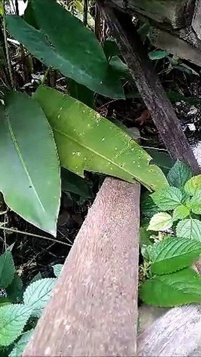 anak kucing terjebak diselokan sempit
