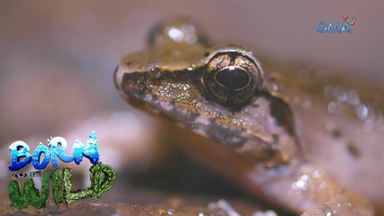 Born to be Wild: Doc Nielsen meets the mysterious ‘Mantyanak’