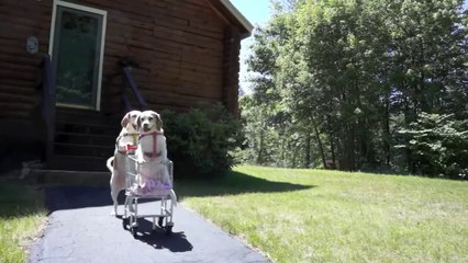 Dogs' Epic Shopping Cart Voyage- Funny Dogs