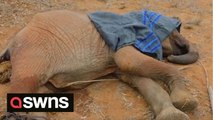 Conservationists in Kenya rescue orphaned baby elephant suffering from exhaustion