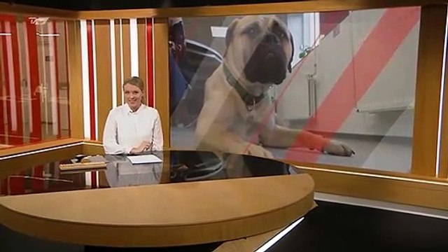 Hunden Obelix hjælper skoleelever | Mellervangskolen | Karoline Boe Carlsen  | Kristine Klitgaard | Aalborg | 21-01-2022 | TV2 NORD @ TV2 Danmark -  video Dailymotion