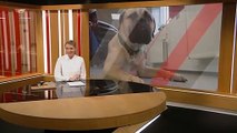 Hunden Obelix hjælper skoleelever | Mellervangskolen | Karoline Boe Carlsen | Kristine Klitgaard | Aalborg | 21-01-2022 | TV2 NORD @ TV2 Danmark