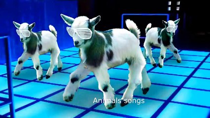 Goat | Goat Song And Dance