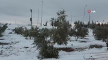 Kar zeytin ağaçlarının dallarını kırdı