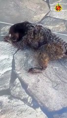 Sagui-do-tufo-branco é resgatado pelo Batalhão Ambiental após levar choque elétrico em área urbana do DF