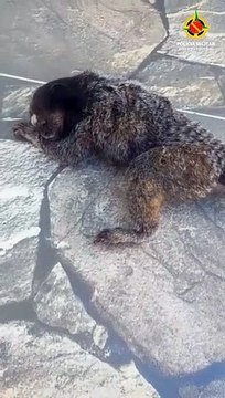 Sagui-do-tufo-branco é resgatado pelo Batalhão Ambiental após levar choque elétrico em área urbana do DF