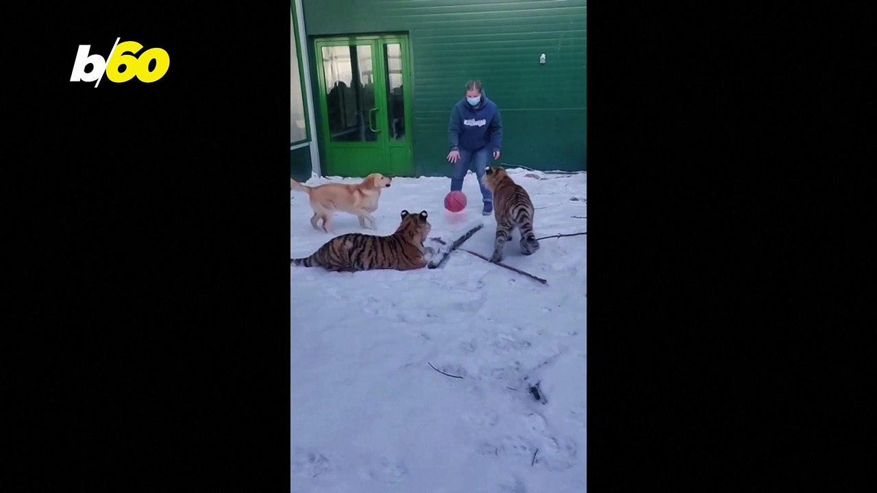 Lions, Tigers, and Dogs, Oh My_ Siberian Zoo Features Lions and Tigers but Also _Full-HD