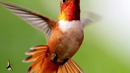 2 minutes of bird chirping sounds