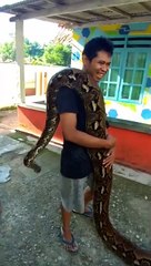 Il joue avec son python de plus de 6m... Belle bête