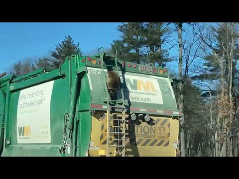 Raccoon Goes for a Garbage Truck Ride