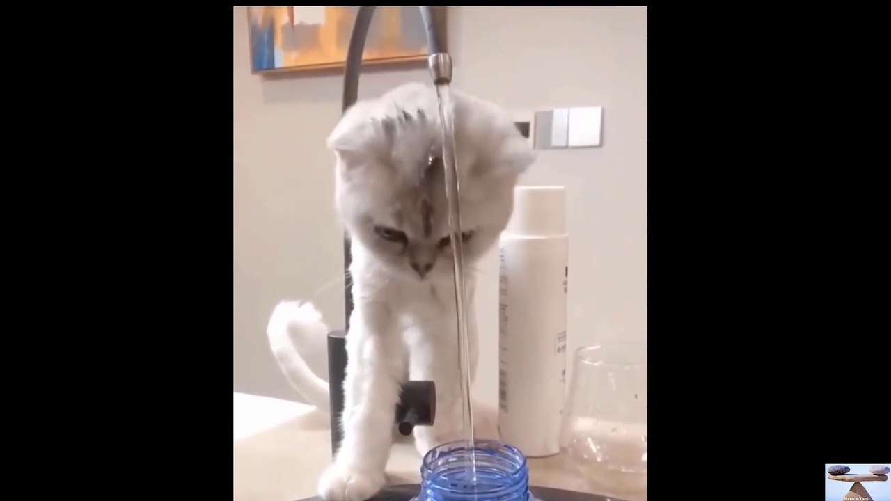 Nature's Funny dose 2-Loving baby cats-Dogs-cuteness-Nature Tonic-Latest