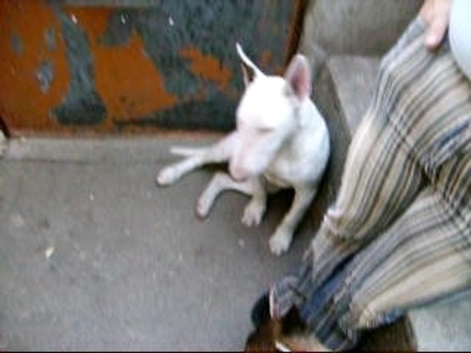 Chouchou bull terrier vs sa queue
