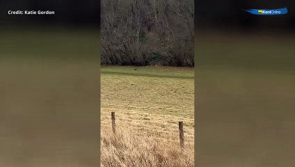 Monkey spotted running into Bavinge Wood, Waltham near Canterbury