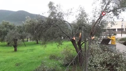 Bodrum'da zeytin ağaçlarını hortum vurdu