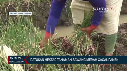 Ratusan Hektar Tanaman Bawang Merah Gagal Panen