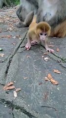 Baby monkey cute animals 54