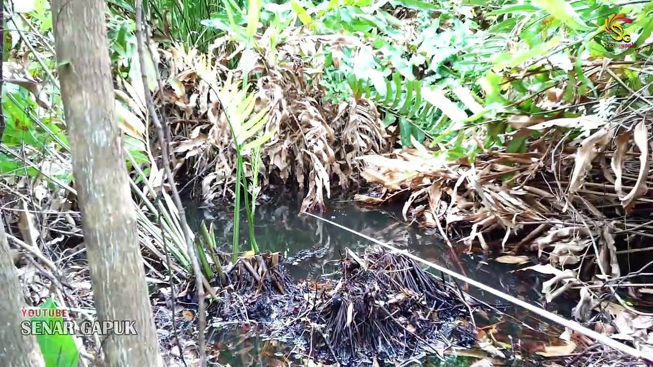 Ya Tuhanku!!! Tak henti²nya tanganku gemetar mancing dirawa ini