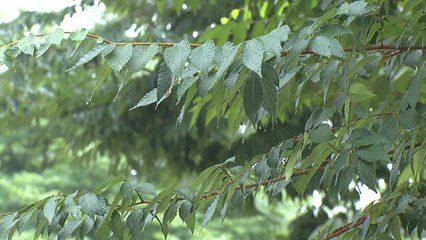 [날씨] 내일 흐리고 충청 이남 소나기...나로우주센터 날씨는? / YTN