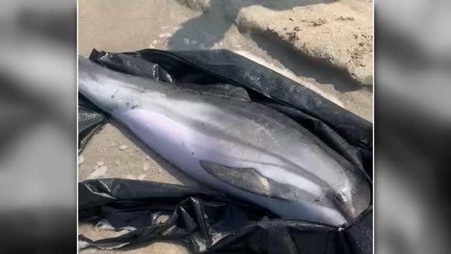 Sahile vuran yunus kurtarılamadı